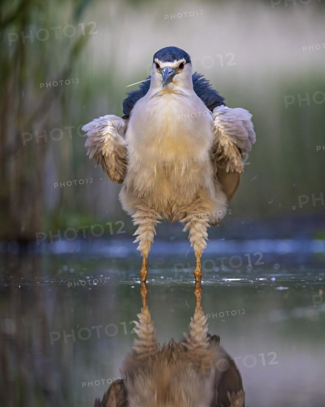 Black crowned night heron