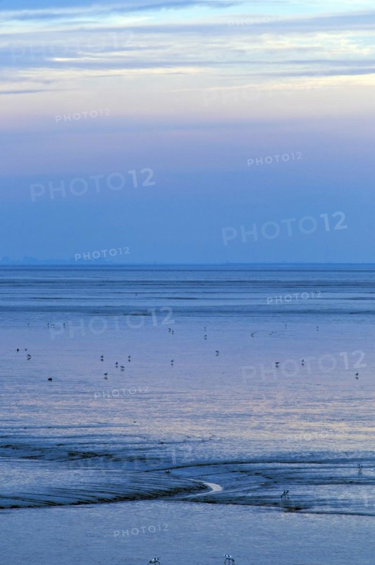 Evening light in the mudflats on the Dollart