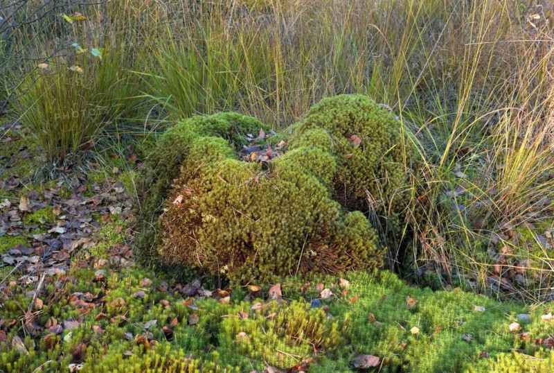 Widerton Moss