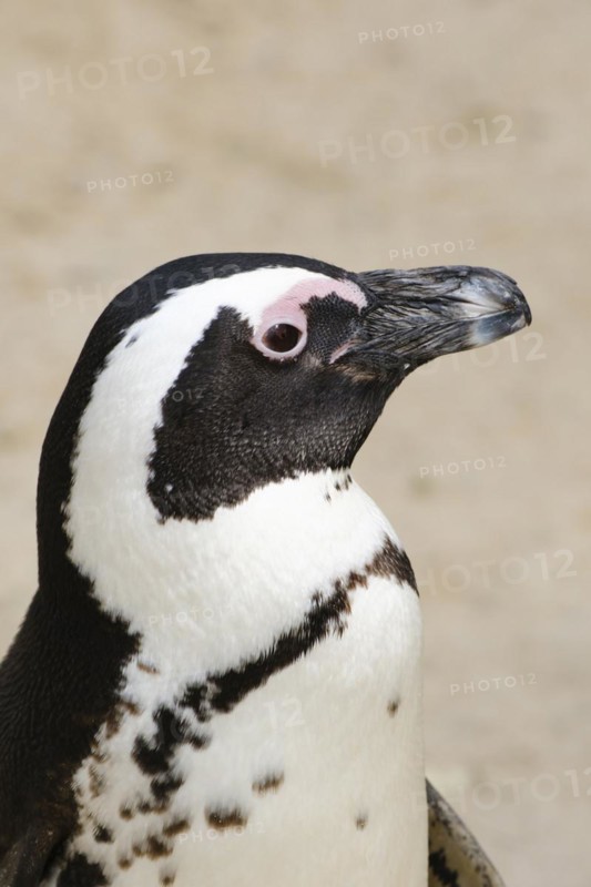 African penguin