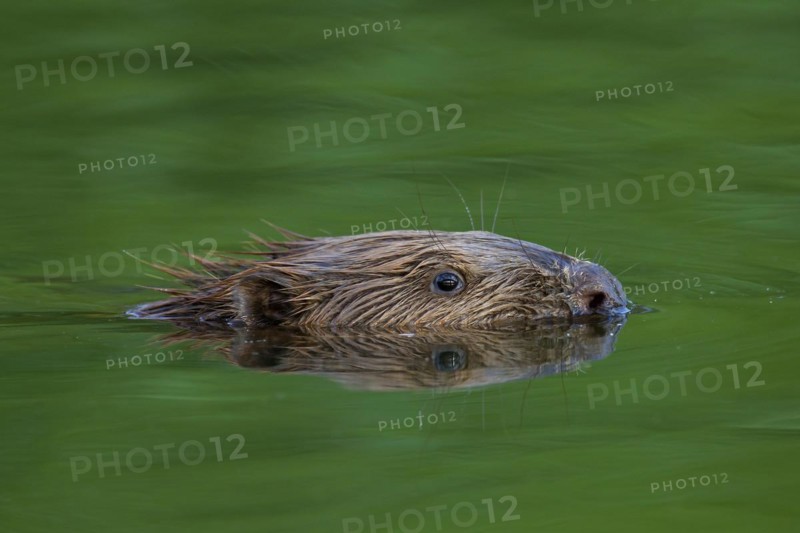 Close up of Eurasian beaver