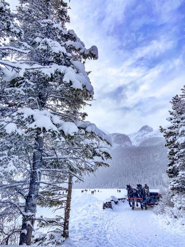 Horse-drawn carriage at the frozen mountain lake Lake Louise near Chateau Lake Louise
