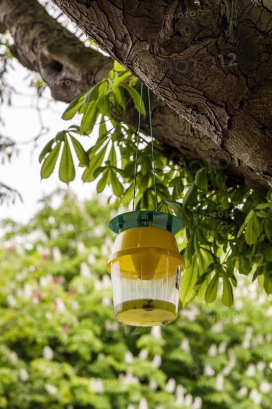 Attractant funnel trap or also pheromone trap in chestnut trees