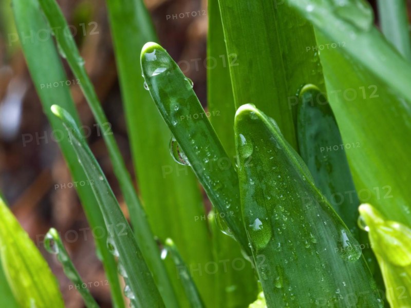 After the rain