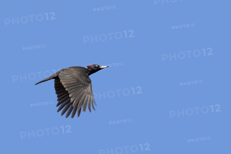 Black woodpecker
