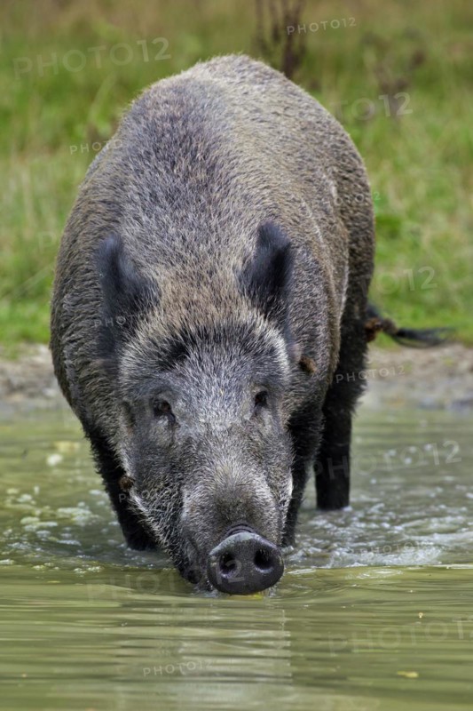 Wild boar