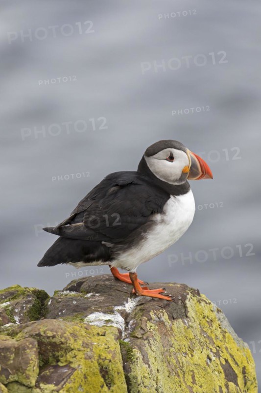 Atlantic puffin