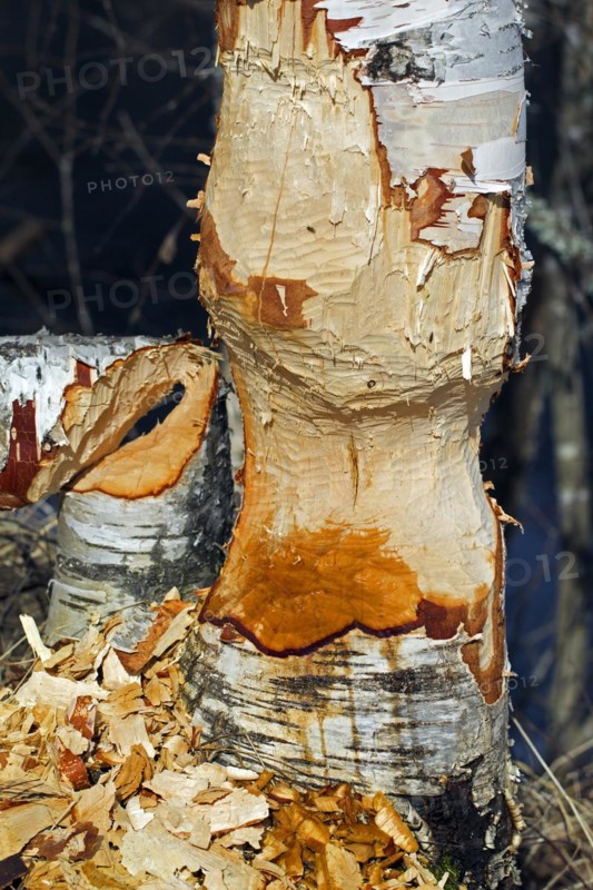 Wood chips around birch tree showing damage from gnawing by Eurasian beaver