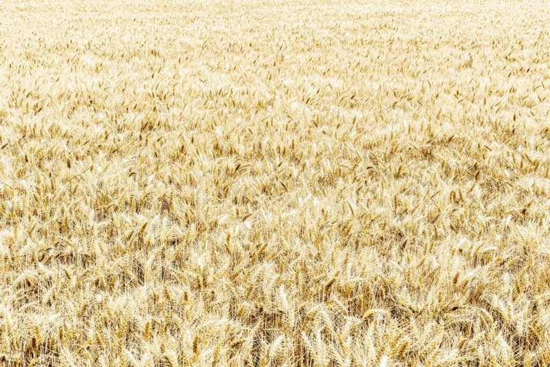 Triticale in a field