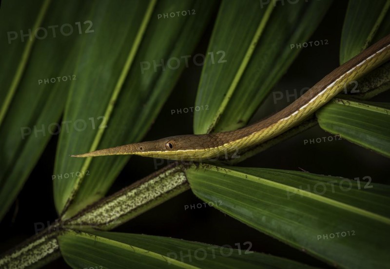 A madagascar leaf-nosed snake