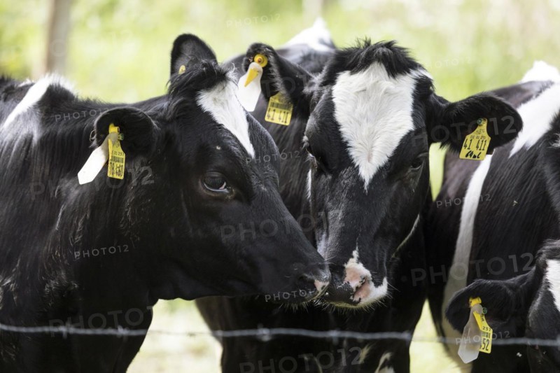 Cows in a paddock behind a pasture fence