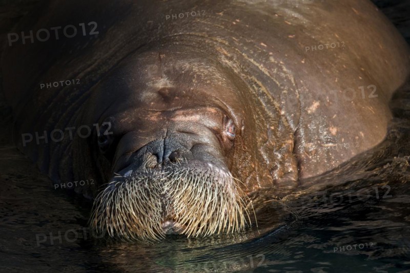 Walrus
