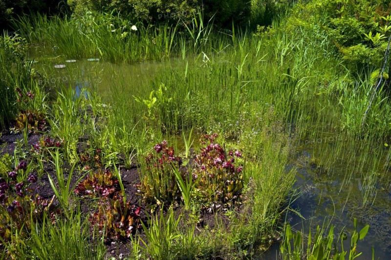 Silted garden pond in a bog