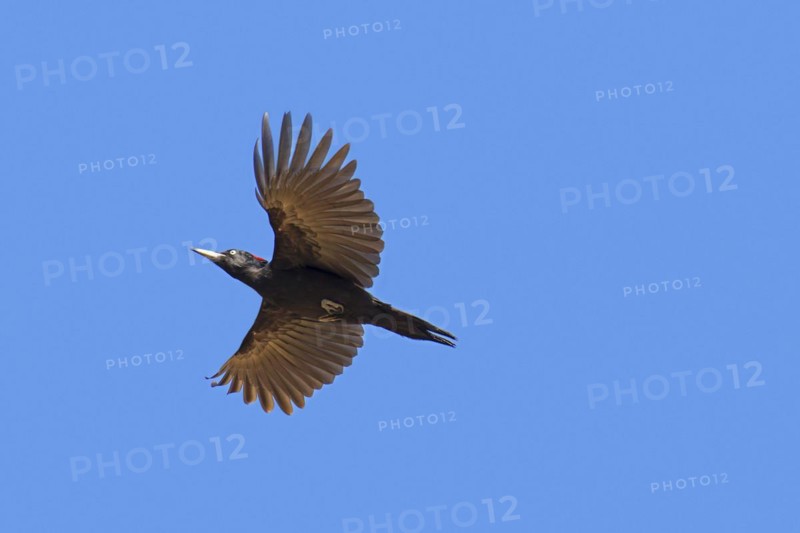 Black woodpecker