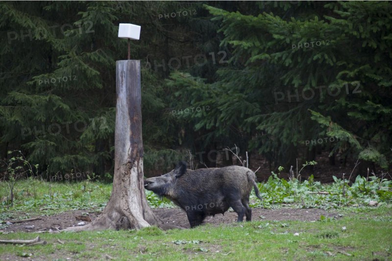 Wild boar