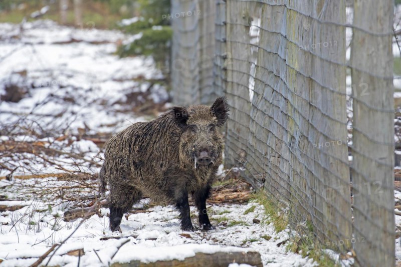 Solitary wild boar