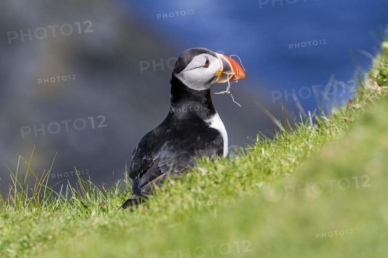 Atlantic puffin