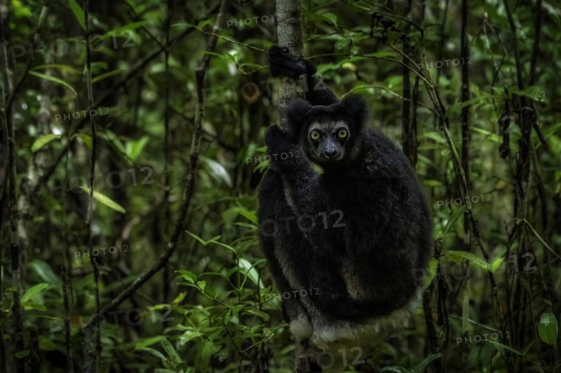 An Indri Lemur in the rainforests of Analamazaotra National Park in eastern Madagascar