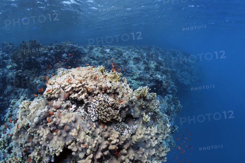 Reef edge on coral reef wall with various stony corals