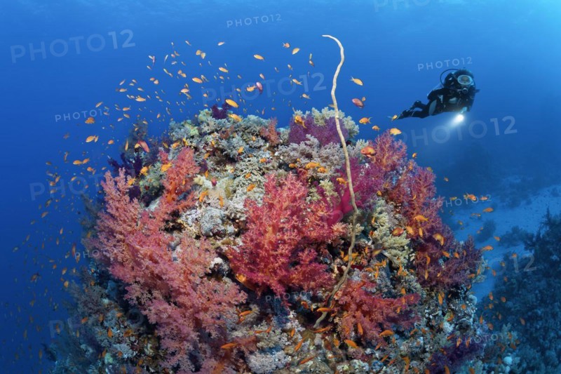 Diver looking at coral block on coral reef