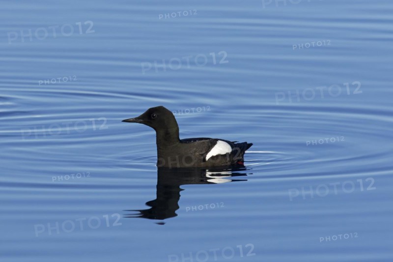 Black guillemot