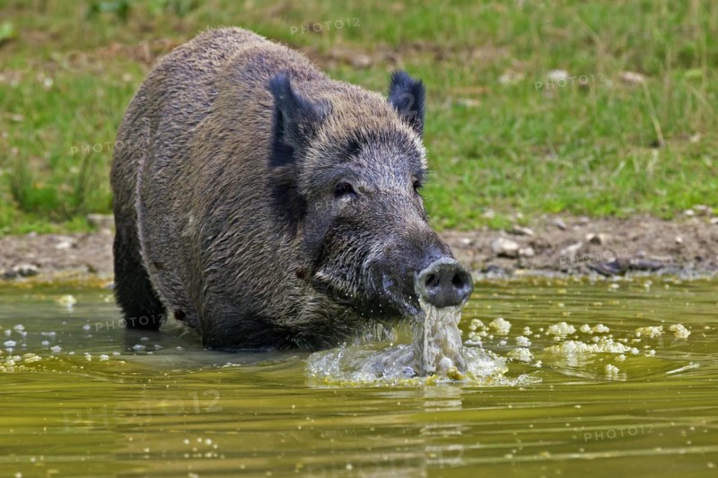 Wild boar