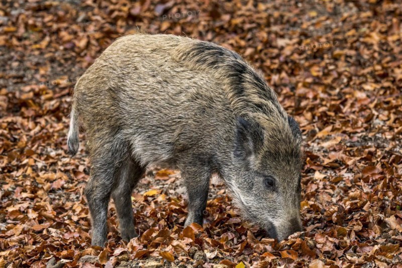 Wild boar