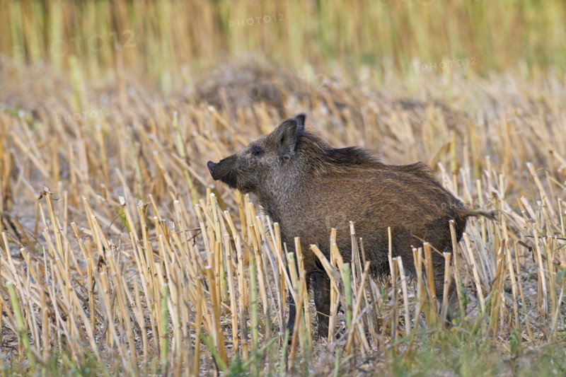 Wild boar