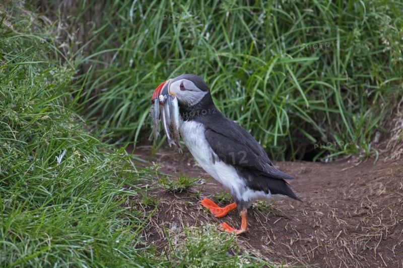 Atlantic puffin