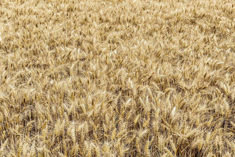 Triticale in a field
