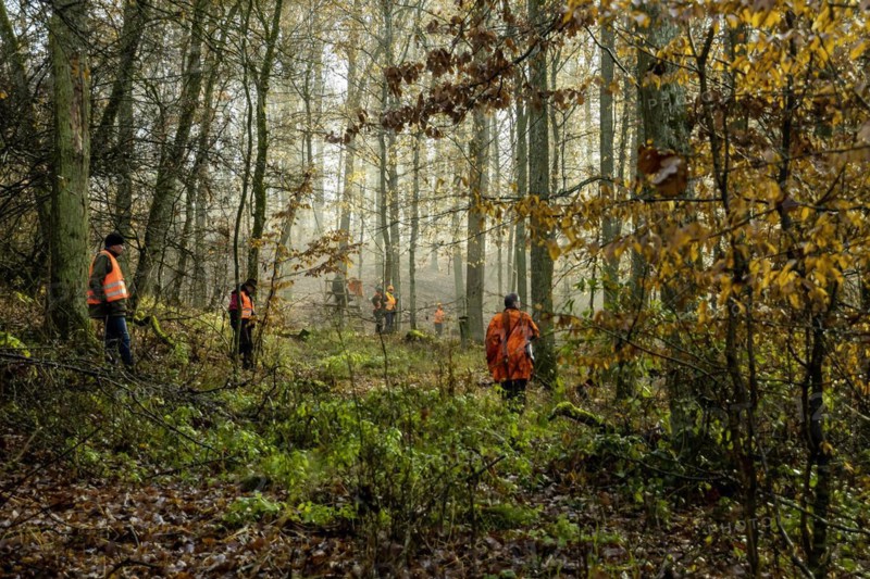 Driven hunt by hunters and beaters in Schoenbuch nature park Park