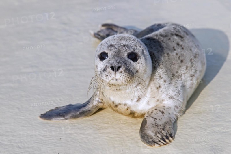 Orphaned common seal