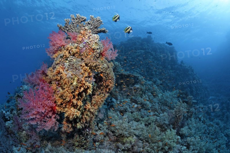 Coral block on coral reef