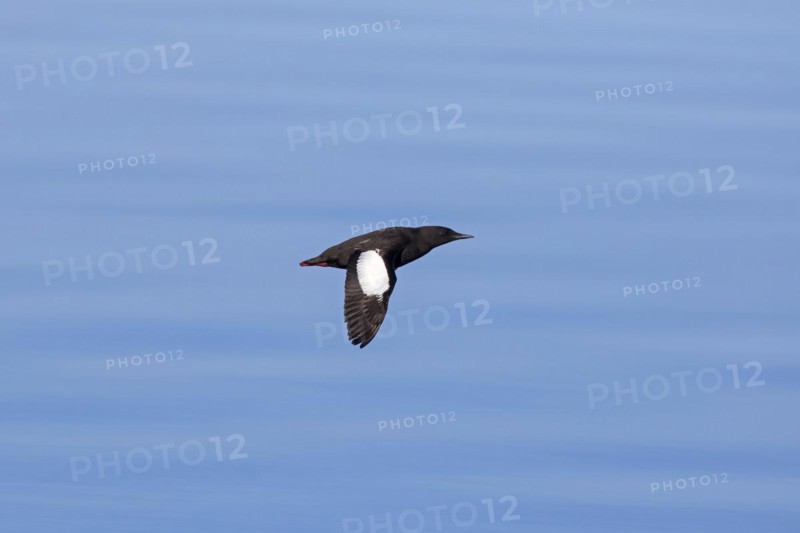 Black guillemot