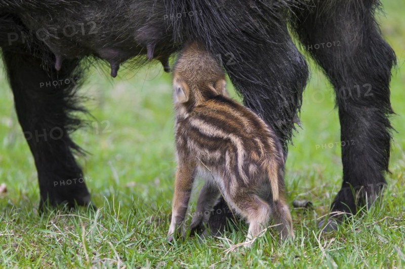 Wild boar
