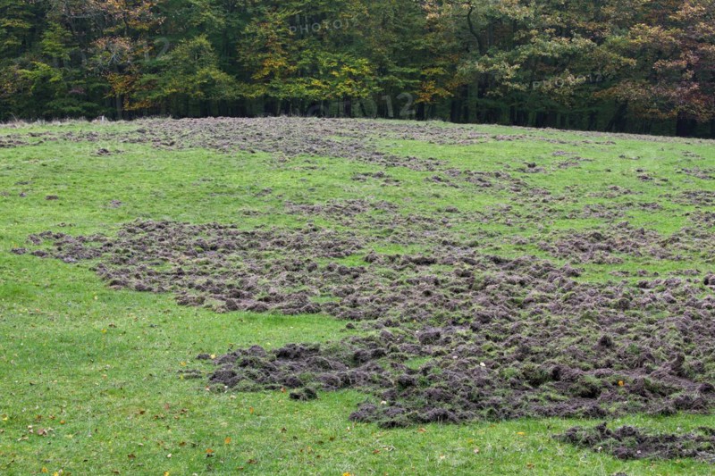 Ruined grassland at forest edge