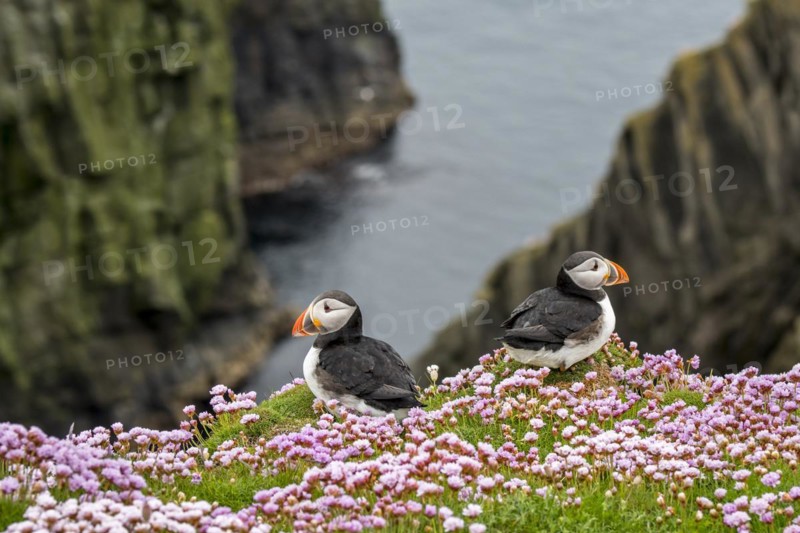 Two Atlantic puffins