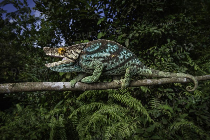 An adult male Parsons chameleon