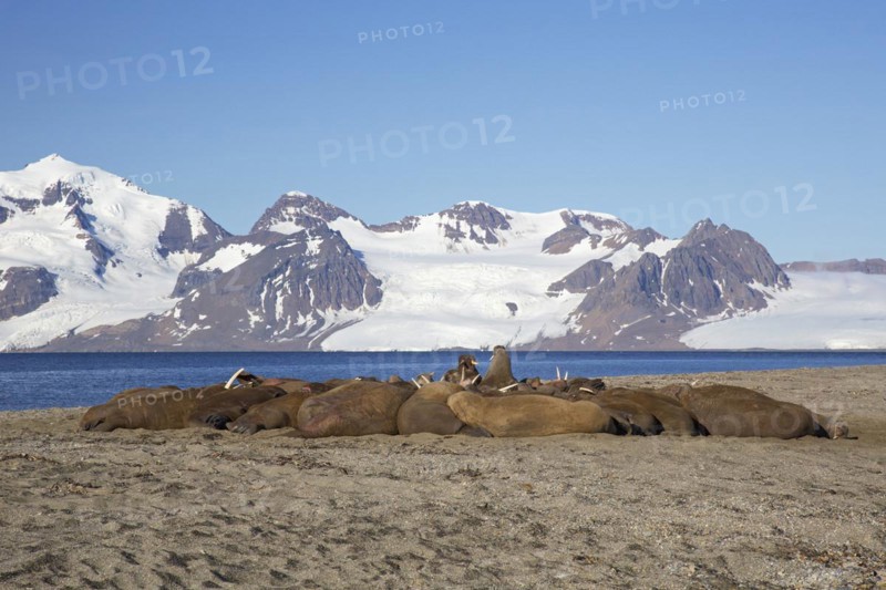 Group of male walruses