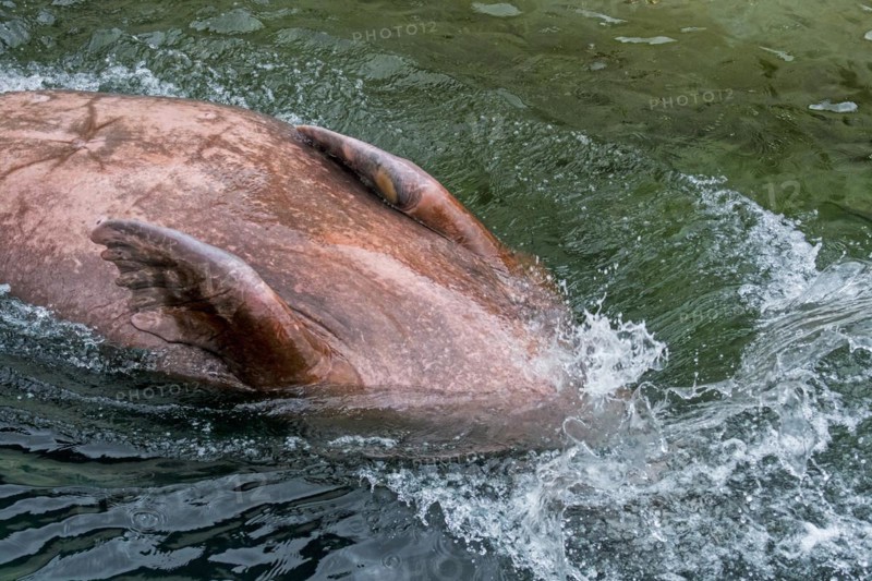 Walrus