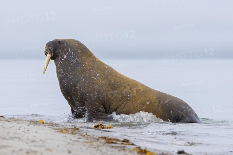 Walrus