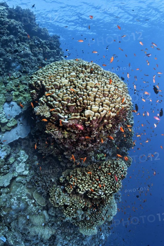 Coral reef wall with large dome coral