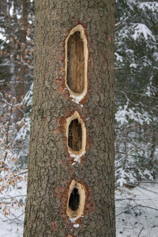 Black woodpecker
