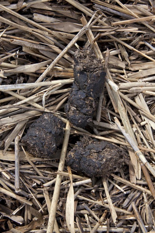 Wild boar