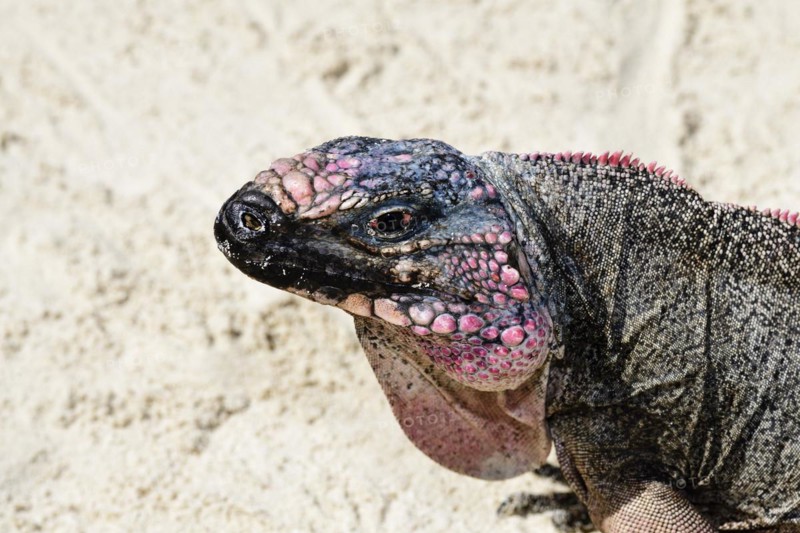 Rock Iguana