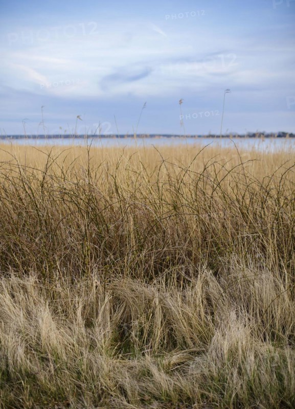 Reed grass standing on the waterfront in the harbour of Wieck am Darss shortly after sunset. Wieck