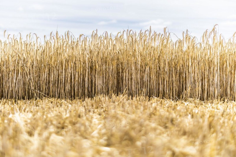 Barley in a field