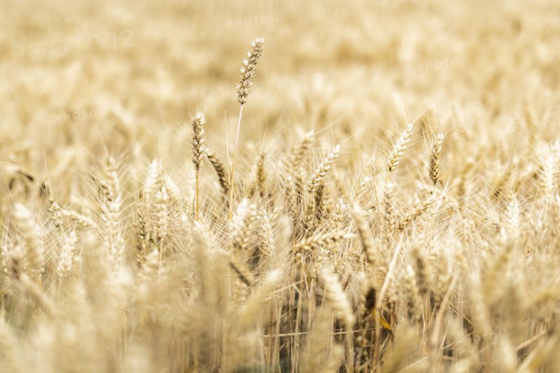 Triticale in a field