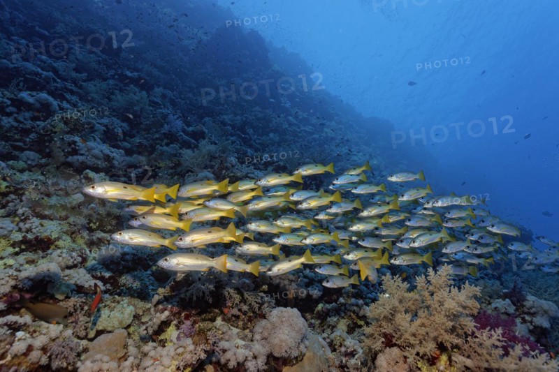 Shoal of fish