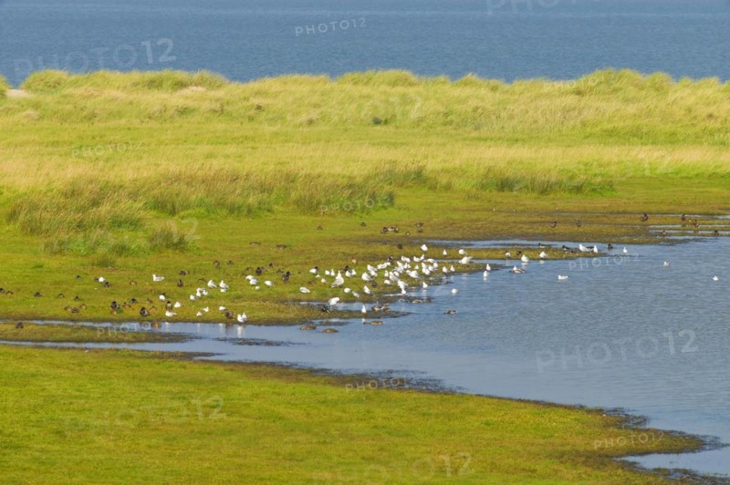 Salt marsh and seagull colony in Schillig